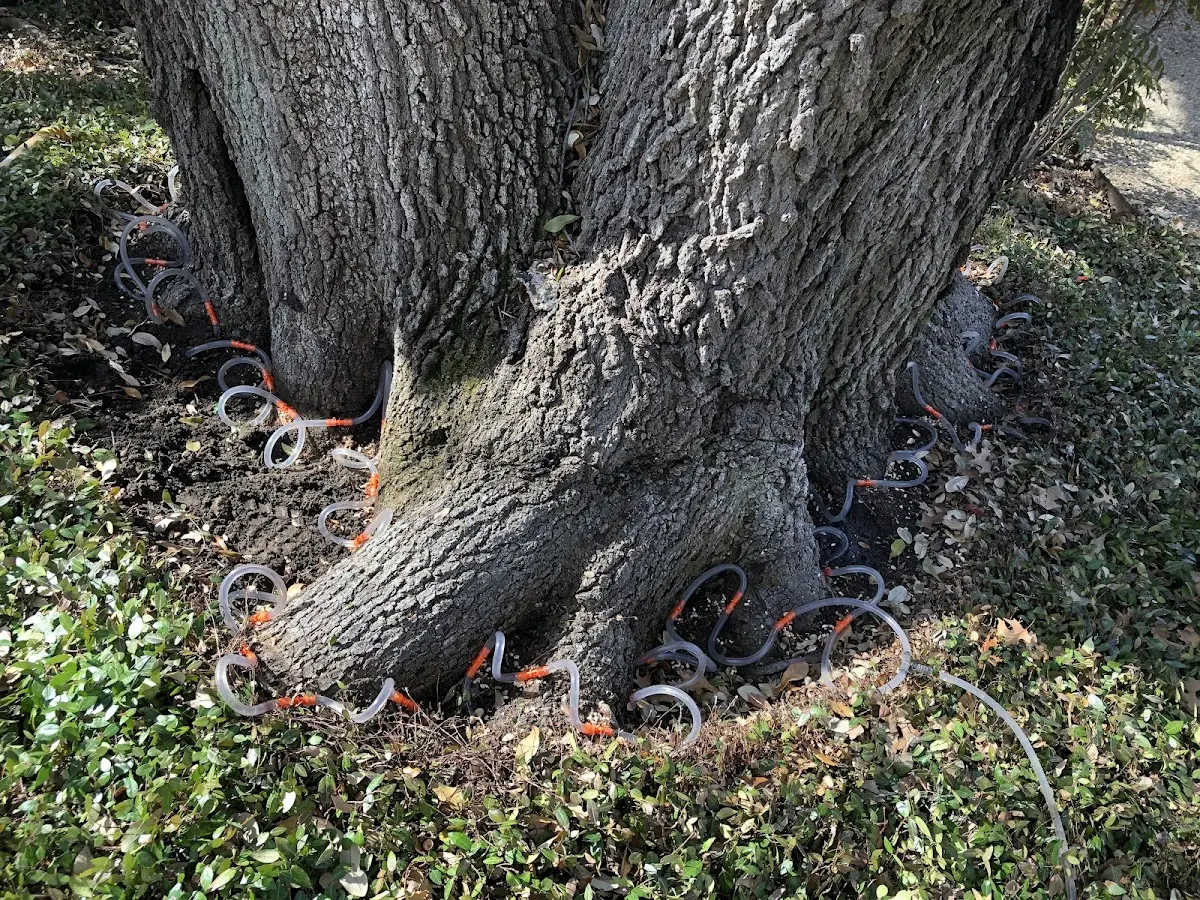 Detailed Tree Cabling and Bracing job site in Coudersport