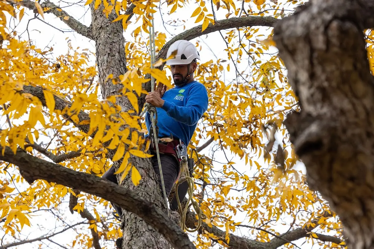 Skilled Tree Pruning crew working in Coudersport